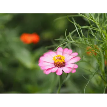 Fresh Chrysanthemum Plant